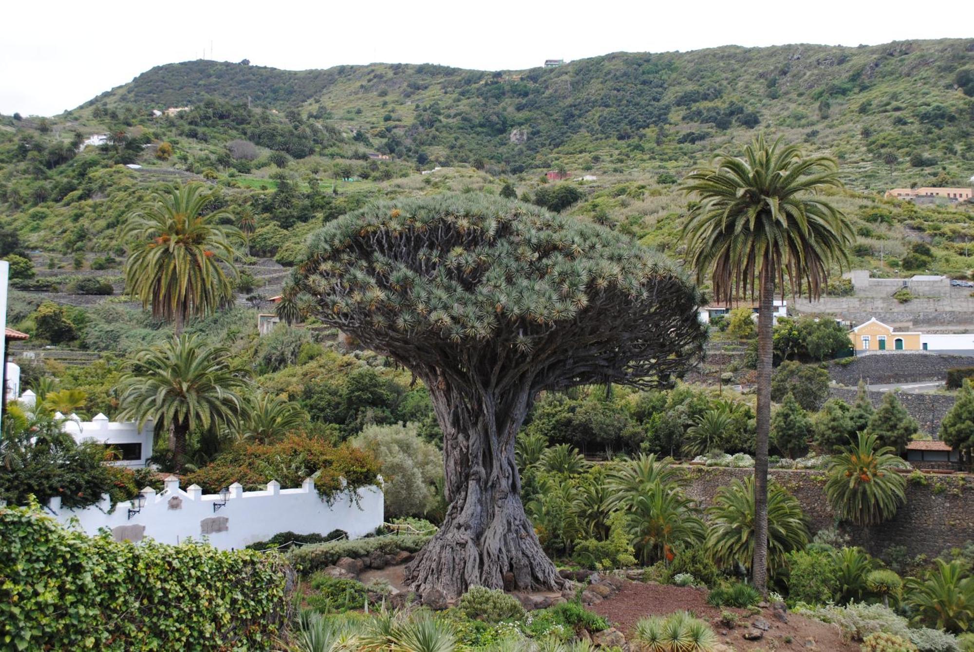 Finca Los Loros Icod De Los Vinos By Hrtenerife Net Santa Cruz de Tenerife Esterno foto